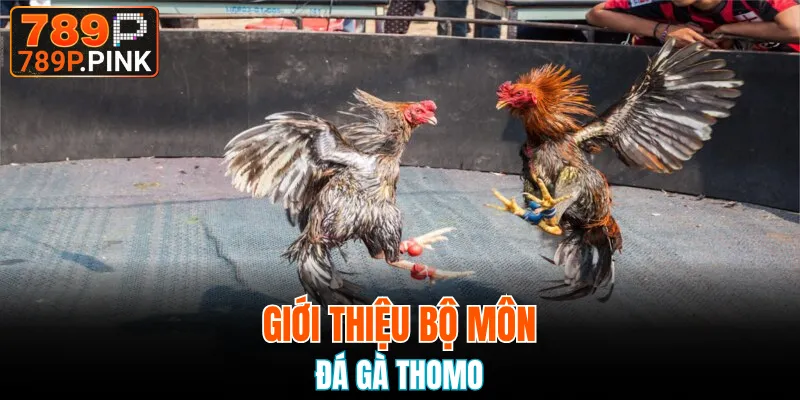 Đá Gà Đòn - Sản Phẩm Ăn Khách Bậc Nhất Tại Nhà Cái 789P 5 Khái quát siêu phẩm chọi kê Thomo