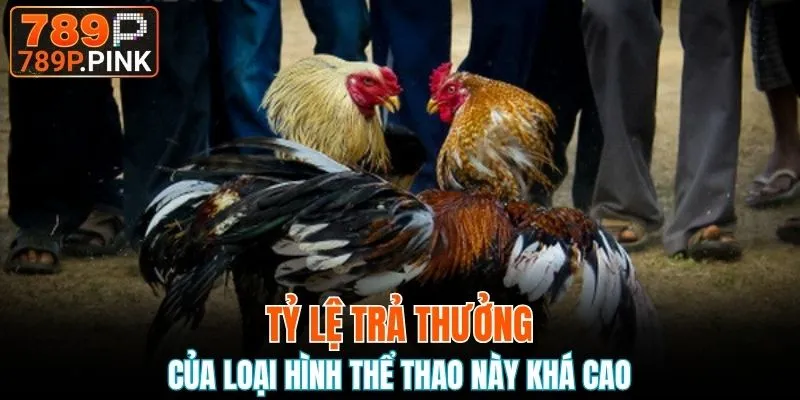 Tỷ lệ trả thưởng của loại hình thể thao này khá cao